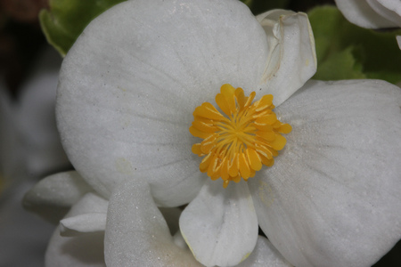 Begonia semperflorens White, Begonia, herbaceous perennial with thick nearly rounded leaves and white dlowers with yellow anthersの写真素材