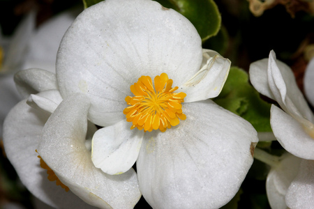 Begonia semperflorens White, Begonia, herbaceous perennial with thick nearly rounded leaves and white dlowers with yellow anthersの写真素材