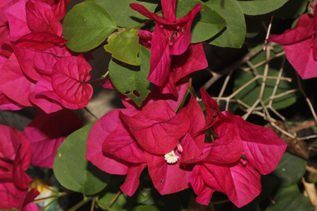 Bougainvillea x buttiana Barbara Karst, popular hybrid cultivar of ornamental shrub with heart shaped leaves and small white flower surrounded by many scarlet bracteal leavesの写真素材