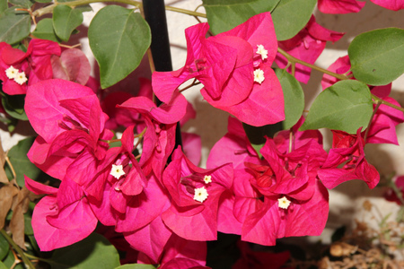 Bougainvillea x buttiana Barbara Karst, popular hybrid cultivar of ornamental shrub with heart shaped leaves and small white flower surrounded by many scarlet bracteal leavesの写真素材