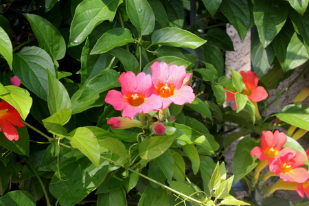 Amphilophium buccinatorium, Red Trumpet Vine, Mexican Blood Trumpet, evergreen woody vine with 2 oblong to ovate leaflets and orange red trumpet-shaped flowers in short clusters.の写真素材