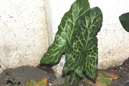 Arum italicum, Italian snakeshead, Italian Lords-and-ladies, tuberous perennial with arrow shaped spotted leaves and white spadix enclosed by a pale green spatheの写真素材