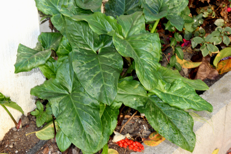 Arum maculatum, snakeshead, Lords-and-ladies, tuberous perennial with arrow shaped spotted leaves and purple spadix enclosed by a pale green spatheの写真素材