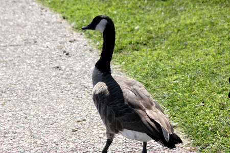Canada Goose on lawn along small community lake, Branta canadensis, large bird native of Canada and North America with black head and neck, white patches on face and brown body, common in lakes.の写真素材