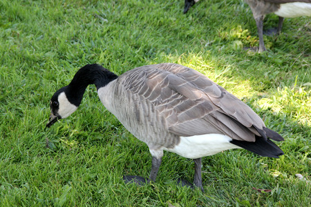 Canada Goose on lawn along small community lake, Branta canadensis, large bird native of Canada and North America with black head and neck, white patches on face and brown body, common in lakes.の写真素材
