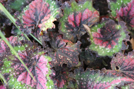 Begonia x tuberhybrida Jurassic Watermelon Rex begonia beautiful leaves with dark brown center, watermelon red region, wide green region and outer thin fringed brown margin, speckled with silverの写真素材