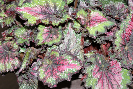 Begonia x tuberhybrida Jurassic Watermelon Rex begonia beautiful leaves with dark brown center, watermelon red region, wide green region and outer thin fringed brown margin, speckled with silverの写真素材
