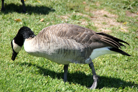 Canada Goose on lawn along small community lake, Branta canadensis, large bird native of Canada and North America with black head and neck, white patches on face and brown body, common in lakes.の写真素材