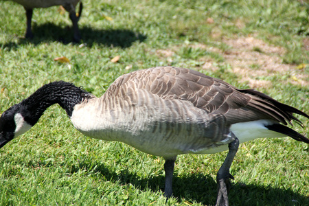 Canada Goose on lawn along small community lake, Branta canadensis, large bird native of Canada and North America with black head and neck, white patches on face and brown body, common in lakes.の写真素材