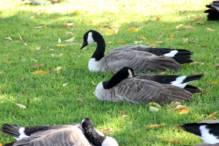 Canada Goose on lawn along small community lake, Branta canadensis, large bird native of Canada and North America with black head and neck, white patches on face and brown body, common in lakes.の写真素材