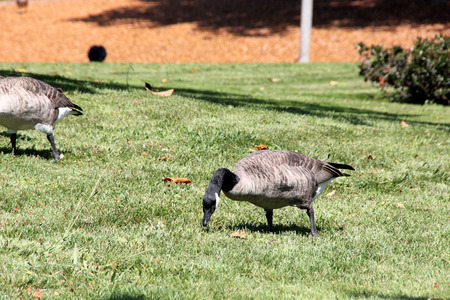 Canada Goose on lawn along small community lake, Branta canadensis, large bird native of Canada and North America with black head and neck, white patches on face and brown body, common in lakes.の写真素材