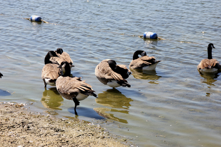 Canada Goose in community lake, Branta canadensis, large bird native of Canada and North America with black head and neck, white patches on face and brown body, common in lakes.の写真素材