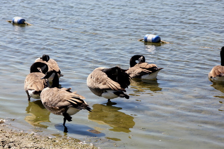 Canada Goose in community lake, Branta canadensis, large bird native of Canada and North America with black head and neck, white patches on face and brown body, common in lakes.の写真素材