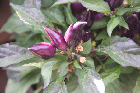 Capsicum annuum Mambo Purple Red, Ornamental pepper Mambo Red Purple, cultivar with erect conical fruits purple to red in colorの写真素材