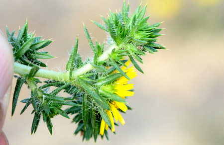 Centromadia pungens, Common spikeweed, Common tarweed, small tufted herb native of California with linear spiny leaves and small yellow radiate flower heads.の写真素材