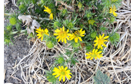 Centromadia pungens, Common spikeweed, Common tarweed, small tufted herb native of California with linear spiny leaves and small yellow radiate flower heads.の写真素材