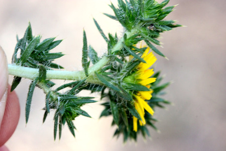 Centromadia pungens, Common spikeweed, Common tarweed, small tufted herb native of California with linear spiny leaves and small yellow radiate flower heads.の写真素材