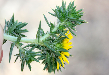 Centromadia pungens, Common spikeweed, Common tarweed, small tufted herb native of California with linear spiny leaves and small yellow radiate flower heads.の写真素材