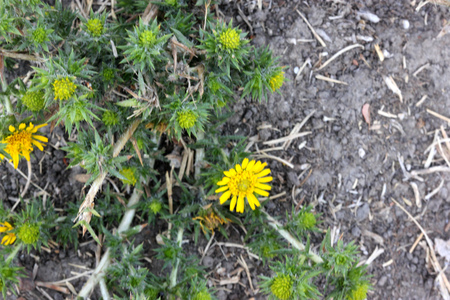 Centromadia pungens, Common spikeweed, Common tarweed, small tufted herb native of California with linear spiny leaves and small yellow radiate flower heads.の写真素材