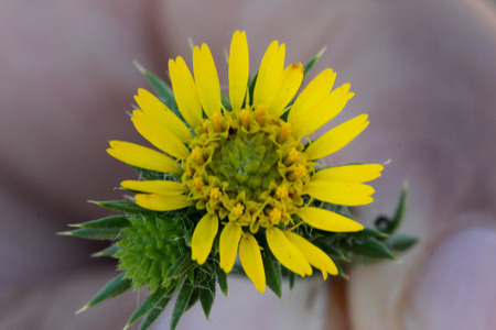 Centromadia pungens, Common spikeweed, Common tarweed, small tufted herb native of California with linear spiny leaves and small yellow radiate flower heads.の写真素材