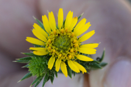 Centromadia pungens, Common spikeweed, Common tarweed, small tufted herb native of California with linear spiny leaves and small yellow radiate flower heads.の写真素材