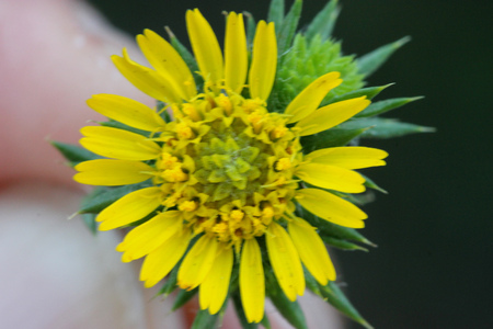 Centromadia pungens, Common spikeweed, Common tarweed, small tufted herb native of California with linear spiny leaves and small yellow radiate flower heads.の写真素材