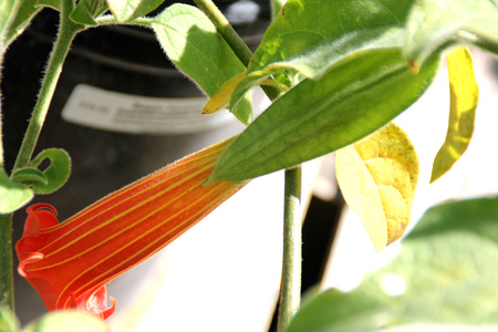 Brugmansia sanguinea Inca Fire, shrub or tree with elliptic to ovate leaves and tubular orange red flowers with yellow vertical nerves.の写真素材