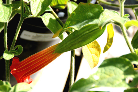 Brugmansia sanguinea Inca Fire, shrub or tree with elliptic to ovate leaves and tubular orange red flowers with yellow vertical nerves.の写真素材