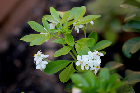 Choisya ternata, Mexican orange, Mock orange, aromatic evergreen shrub with trifoliate leaves and white flowers in clustersの写真素材