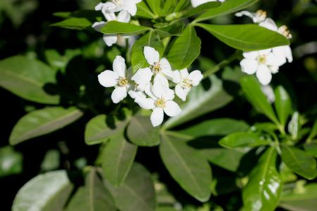 Choisya ternata, Mexican orange, Mock orange, aromatic evergreen shrub with trifoliate leaves and white flowers in clustersの写真素材