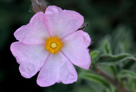 Cistus argenteus Silver Pink, Rock rose, compact mound-forming shrub with silvery foliage and soft pink flowers coming up in summerの写真素材