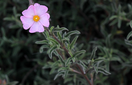 Cistus argenteus Silver Pink, Rock rose, compact mound-forming shrub with silvery foliage and soft pink flowers coming up in summerの写真素材