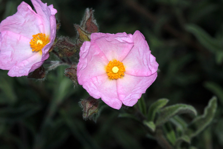 Cistus argenteus Silver Pink, Rock rose, compact mound-forming shrub with silvery foliage and soft pink flowers coming up in summerの写真素材