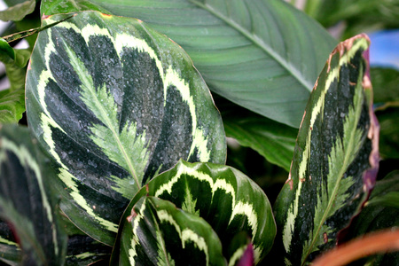 Calathea roseo-picta Cora, herbaceous perennial from Tropical America with beautiful leaves having colors and blotches of dark green, light green, white and roseの写真素材