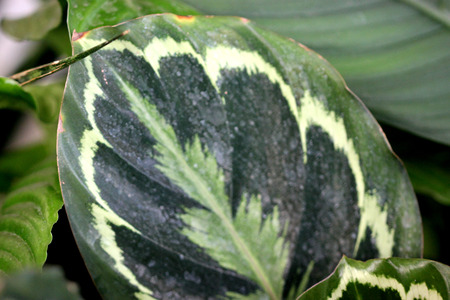 Calathea roseo-picta Cora, herbaceous perennial from Tropical America with beautiful leaves having colors and blotches of dark green, light green, white and roseの写真素材