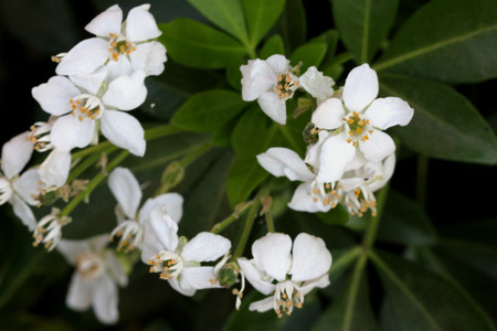Choisya ternata, Mexican orange, Mock orange, aromatic evergreen shrub with trifoliate leaves and white flowers in clustersの写真素材