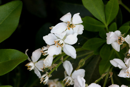 Choisya ternata, Mexican orange, Mock orange, aromatic evergreen shrub with trifoliate leaves and white flowers in clustersの写真素材