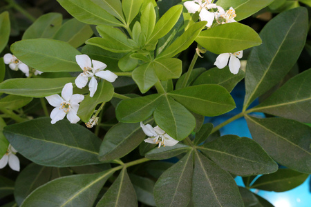 Choisya ternata, Mexican orange, Mock orange, aromatic evergreen shrub with trifoliate leaves and white flowers in clustersの写真素材