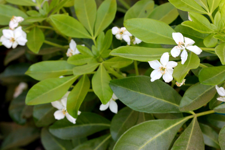 Choisya ternata, Mexican orange, Mock orange, aromatic evergreen shrub with trifoliate leaves and white flowers in clustersの写真素材