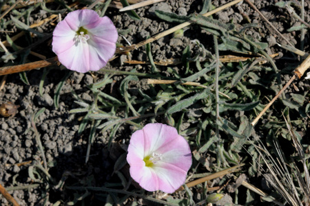 Convolvulus arvensis, Field bindweed, creeping herbaceous perennial with arrow-head shaped leaves and trumpet-shaped white to pink flowersの写真素材