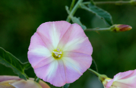 Convolvulus arvensis, Field bindweed, creeping herbaceous perennial with arrow-head shaped leaves and trumpet-shaped white to pink flowersの写真素材