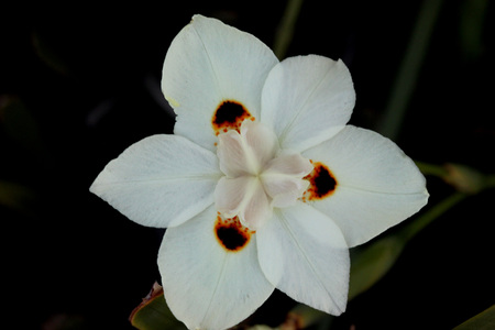 Dietes bicolor, Butterfly flag, clump forming rhizomatous perennial with linear leaves and pale yellow flowers with three chocolate brown blotchesの写真素材