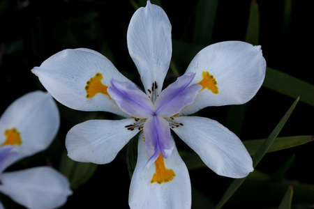 Dietes grandiflora, Large Wild Iris, Fairy Iris, rhizomatous perennial herb with linear leaves and large white flowers with yellow patches on outer perianth and dark purple stripes on innerの写真素材