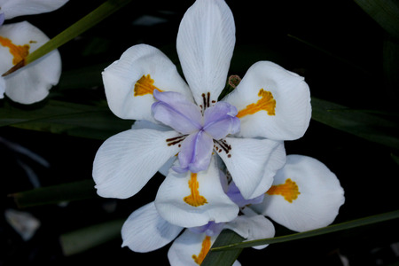 Dietes grandiflora, Large Wild Iris, Fairy Iris, rhizomatous perennial herb with linear leaves and large white flowers with yellow patches on outer perianth and dark purple stripes on innerの写真素材