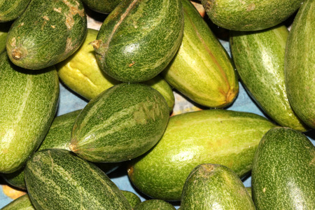 Young fruits of Pointed gourd, Trichosanthes dioica, Parwal in India, fruit vegetable with green up to 15 cm long green fruits with white stripes.の写真素材