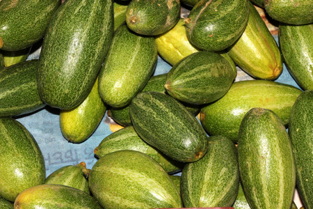 Young fruits of Pointed gourd, Trichosanthes dioica, Parwal in India, fruit vegetable with green up to 15 cm long green fruits with white stripes.の写真素材
