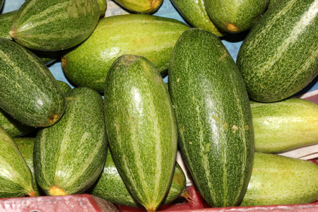 Young fruits of Pointed gourd, Trichosanthes dioica, Parwal in India, fruit vegetable with green up to 15 cm long green fruits with white stripes.の写真素材