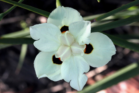 Dietes bicolor, Butterfly flag, clump forming rhizomatous perennial with linear leaves and pale yellow flowers with three chocolate brown blotchesの写真素材