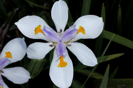 Dietes grandiflora, Large Wild Iris, Fairy Iris, rhizomatous perennial herb with linear leaves and large white flowers with yellow patches on outer perianth and dark purple stripes on innerの写真素材
