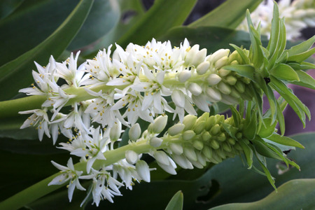 Eucomis autumnalis, Autumn pineapple flower, Autumn pineapple lily, bulbous ornamental herb with a rosette of leaves and dense raceme of white flowers topped by a cap of leavesの写真素材